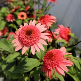 Jeżówka- Echinacea 'Raspberry Truffle' (GK)
