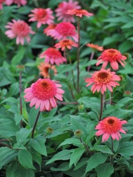 Jeżówka- Echinacea 'Raspberry Truffle' (GK)