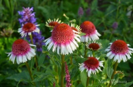Jeżówka- Echinacea 'Strawberry and Cream' (W)