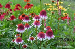 Jeżówka- Echinacea 'Strawberry and Cream' (W)