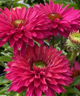 Jeżówka- Echinacea 'SunSeekers Sweet Fuchsia' (L)