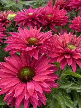 Jeżówka- Echinacea 'SunSeekers Sweet Fuchsia' (L)