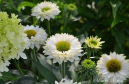 Jeżówka- Echinacea 'SunSeekers White Perfection' (L)