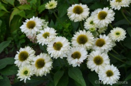 Jeżówka- Echinacea 'SunSeekers White Perfection' (L)