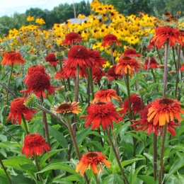 Jeżówka- Echinacea 'Sweet Chili' (L)