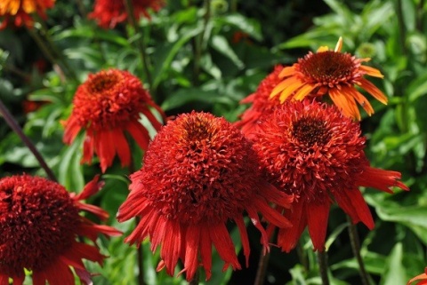 Jeżówka- Echinacea 'Sweet Chili' (W)