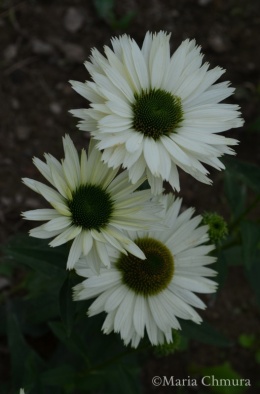 Jeżówka- Echinacea 'Virgin' (L)