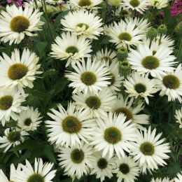 Jeżówka- Echinacea 'Virgin' (L)