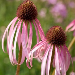 Jeżówka blada- echinacea pallida (W)