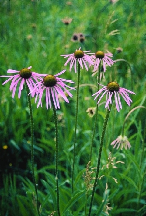 Jeżówka wąskolistna - Echinacea angustifolia (W)