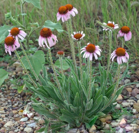 Jeżówka wąskolistna - Echinacea angustifolia (W)