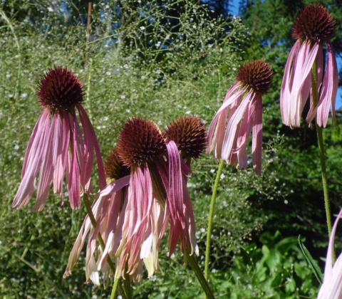 Jeżówka wąskolistna - Echinacea angustifolia (W)
