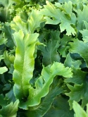 Języcznik zwyczajny 'Cristatum'- Asplenium scol. 'Cristatum' (L)