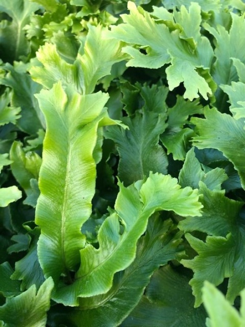 Języcznik zwyczajny 'Cristatum'- Asplenium scol. 'Cristatum' (L)