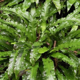 Języcznik zwyczajny 'Undulatum' (W)