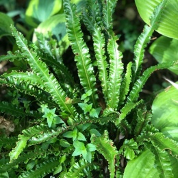 Języcznik zwyczajny 'Undulatum' (W)