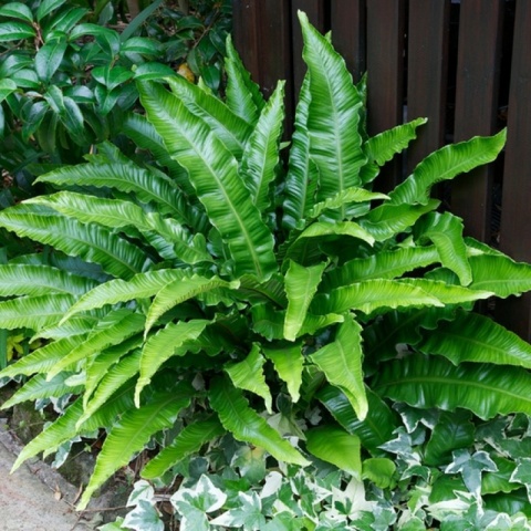 Języcznik zwyczajny (L)