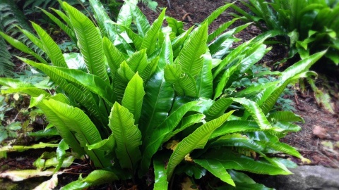 Języcznik zwyczajny (L)