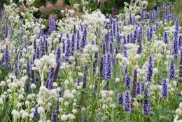 Kłosowiec 'Black Adder' (L)