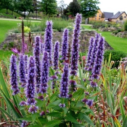 Kłosowiec 'Black Adder' (L)