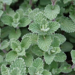 Kocimiętka Faassena- Nepeta faasseni (L)