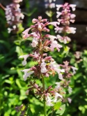 Kocimiętka- Nepeta 'Florina' (L)
