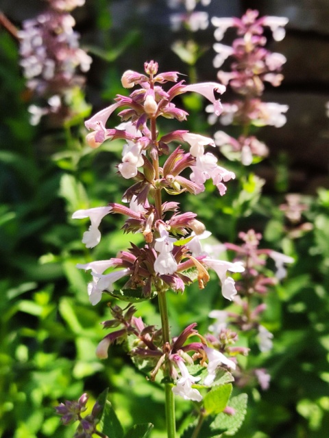Kocimiętka- Nepeta 'Florina' (L)