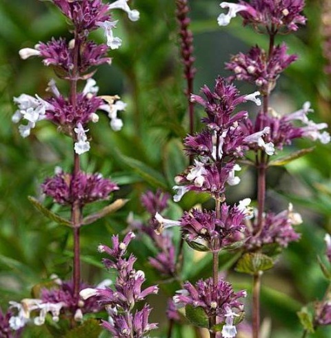 Kocimiętka- Nepeta 'Florina' (L)