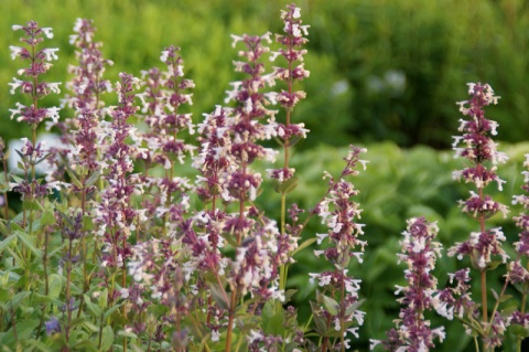 Kocimiętka- Nepeta 'Florina' (L)