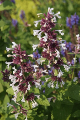 Kocimiętka- Nepeta 'Florina' (GK)