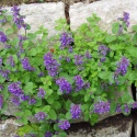 Kocimiętka groniasta- Nepeta racemosa 'Odeur Citron' (L)