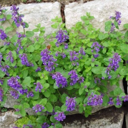 Kocimiętka groniasta- Nepeta racemosa 'Odeur Citron' (L)
