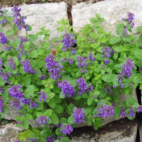 Kocimiętka groniasta- Nepeta racemosa 'Odeur Citron' (L)