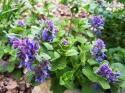Kocimiętka groniasta- Nepeta racemosa 'Odeur Citron' (GK)
