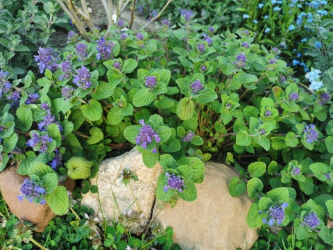 Kocimiętka groniasta- Nepeta racemosa 'Odeur Citron' (GK)