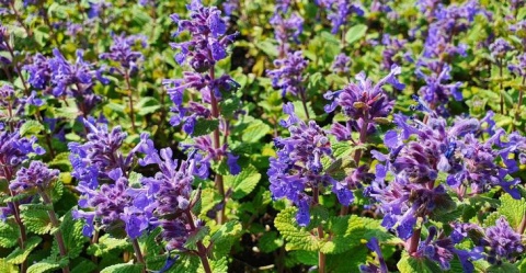 Kocimiętka groniasta- Nepeta racemosa 'Odeur Citron' (GK)