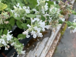 Kocimiętka groniasta- Nepeta racemosa 'Snowflake' (GK)