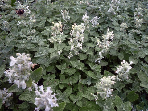 Kocimiętka groniasta- Nepeta racemosa 'Snowflake' (GK)