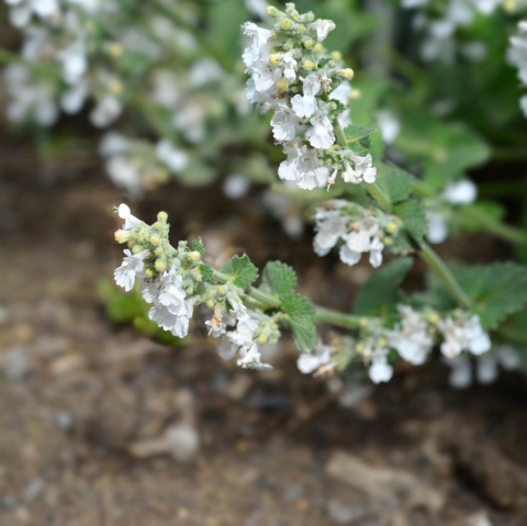 Kocimiętka groniasta- Nepeta racemosa 'Snowflake' (GK)