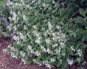 Kocimiętka groniasta- Nepeta racemosa 'Snowflake' (GK)