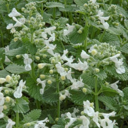 Kocimiętka groniasta- Nepeta racemosa 'Snowflake' (L)
