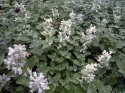 Kocimiętka groniasta- Nepeta racemosa 'Snowflake' (L)