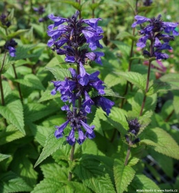 Kocimiętka kubańska- Nepeta kubanica 'Kuban' (GK)