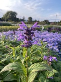 Kocimiętka kubańska- Nepeta kubanica 'Kuban' (GK)
