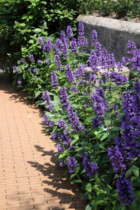 Kocimiętka kubańska- Nepeta kubanica 'Kuban' (GK)