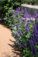 Kocimiętka kubańska- Nepeta kubanica 'Kuban' (L)
