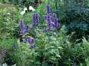 Kocimiętka kubańska- Nepeta kubanica 'Kuban' (L)