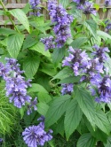 Kocimiętka kubańska- Nepeta kubanica 'Kuban' (L)