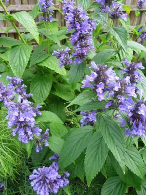 Kocimiętka kubańska- Nepeta kubanica 'Kuban' (L)