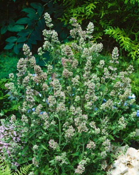 Kocimiętka właściwa cytrynowa- Nepeta cataria ssp.citriodora (W)